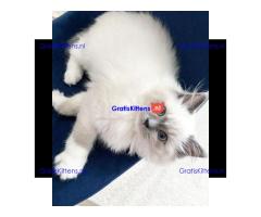 knappe en getrainde Ragdoll-kittens
