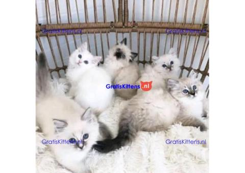 Prachtige volle Ragdoll-kittens WhatsApp mij op +44 7415 245544