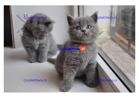 Britse kittens kittens te koop WhatsApp mij op +44 7415 245544