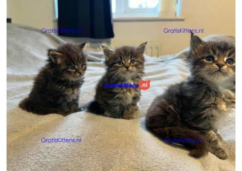 Mainecoon Kittens te koop WhatsApp mij op +44 7415 245544