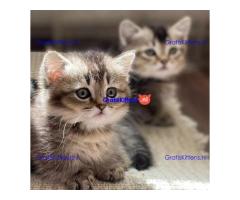 munchkin-kittens te koop WhatsApp mij op +44 7415 245544