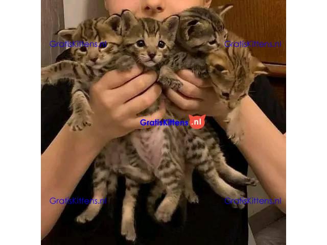 Beautyful Serval en F1 Savannah Kittens beschikbaar WhatsApp mij op +44 7415 245544