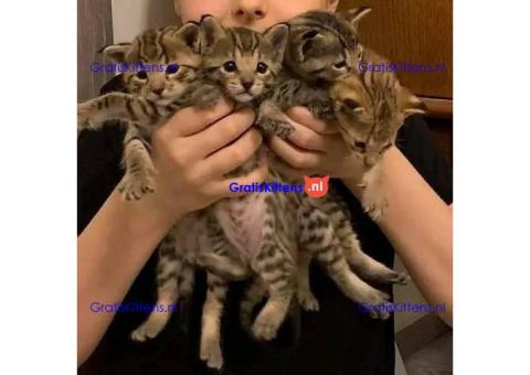 Beautyful Serval en F1 Savannah Kittens beschikbaar WhatsApp mij op +44 7415 245544