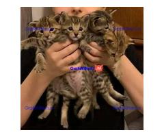 Beautyful Serval en F1 Savannah Kittens beschikbaar WhatsApp mij op +44 7415 245544