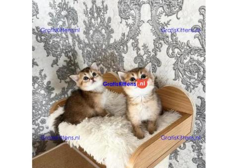 Speels en actief nest Scottish Fold-kittens WhatsApp mij op +44 7415 245544