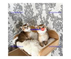 Speels en actief nest Scottish Fold-kittens WhatsApp mij op +44 7415 245544