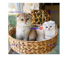 Speels en actief nest Scottish Fold-kittens WhatsApp mij op +44 7415 245544