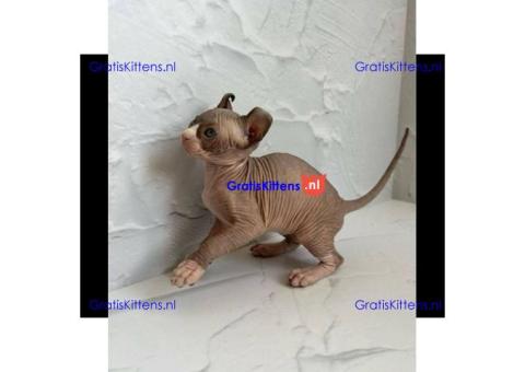 Sphynx-kittens WhatsApp mij op +44 7415 245544