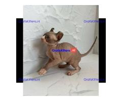 Sphynx-kittens WhatsApp mij op +44 7415 245544