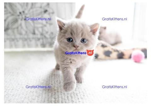 Britse Korthaar/Scottish Fold Blauw en Lilac kitten €100 Whatsapp-nummer: +32 460224753