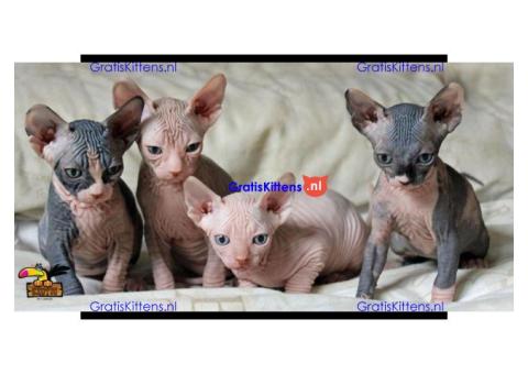 Cattery Kittens te koop €100 Whatsapp-nummer:+32 460224753