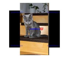 Cattery Kittens te koop €100 Whatsapp-nummer:+32 460224753