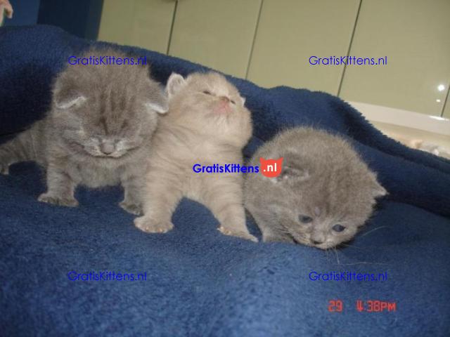 Cattery Kittens te koop €100 Whatsapp-nummer:+32 460224753