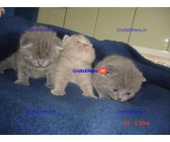 Cattery Kittens te koop €100 Whatsapp-nummer:+32 460224753