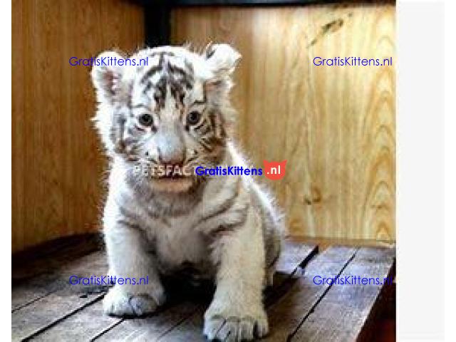 Cattery Kittens te koop €100 Whatsapp-nummer:+32 460224753