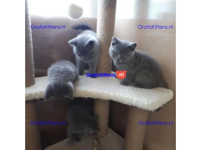 Cattery Kittens te koop €100 Whatsapp-nummer:+32 460224753