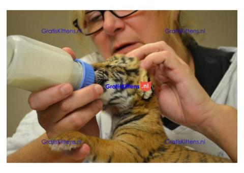 Cattery Kittens te koop €100 Whatsapp-nummer:+32 460224753