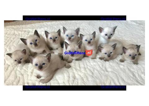 Cattery Kittens te koop €100 Whatsapp-nummer:+32 460224753
