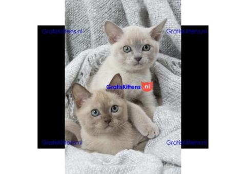 Cattery Kittens te koop €100 Whatsapp-nummer:+32 460224753