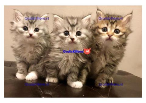 Cattery Kittens te koop €100 Whatsapp-nummer:+32 460224753