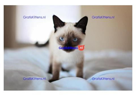 Cattery Kittens te koop €100 Whatsapp-nummer:+32 460224753