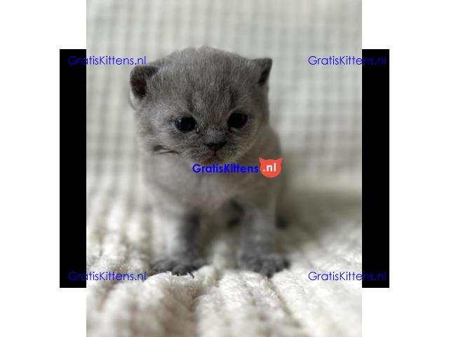 Britse Korthaar/Scottish Fold Blauw en Lilac kitten €100 Whatsapp-nummer: +32 460224753