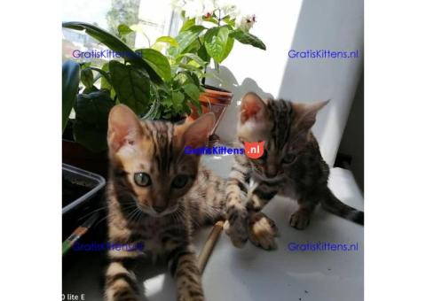 Cattery Kittens te koop €100 Whatsapp-nummer:+32 460224753