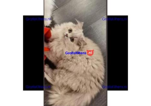 Cattery Kittens te koop €100 Whatsapp-nummer:+32 460224753