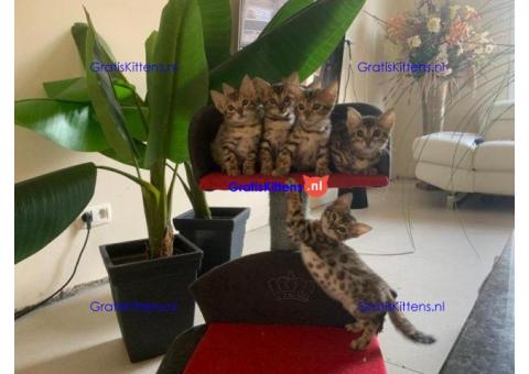 Cattery Kittens te koop €100 Whatsapp-nummer:+32 460224753