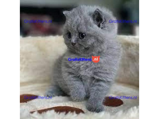 Raszuiver, stamboom, rasstandaard Brits korthaar mooi kitten van 4