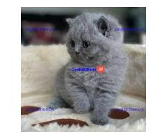 Raszuiver, stamboom, rasstandaard Brits korthaar mooi kitten van 4