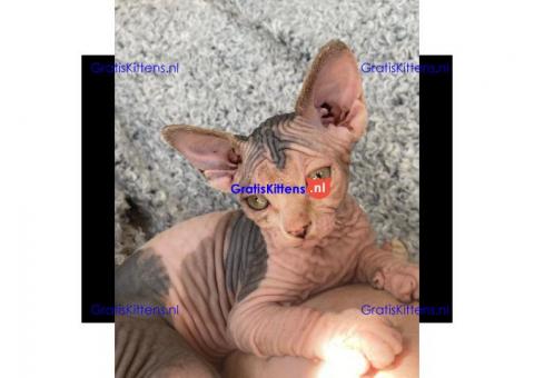 Erstaunlicher reinrassiger Sphynx