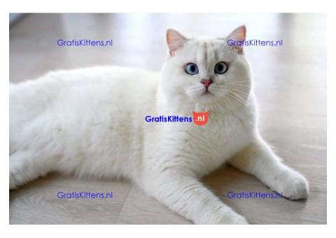 Raszuivere, stamboom, rasstandaard Brits korthaar mooie 6 maanden oude kitten te koop van fokker. W