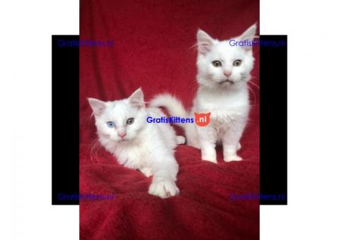 Mooie stevige blauwe Maine Coon-kittens.