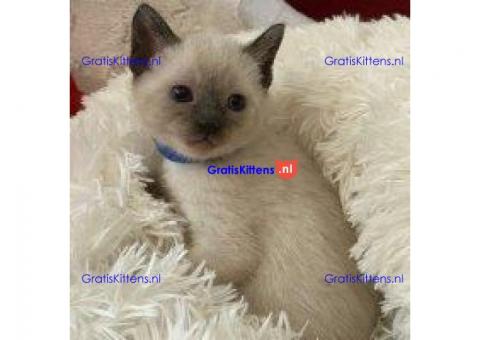 Siamese Kittens beschikbaar