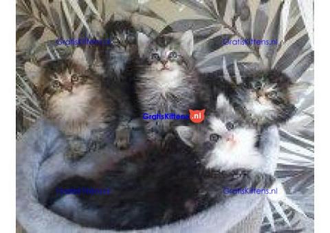 Boskat Kittens met 11 weken