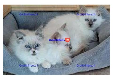Ragdoll kittens met stamboom mogen verhuizen