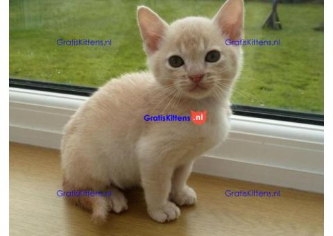 Cattery Kittens te koop €100 Whatsapp-nummer:+32 460224753