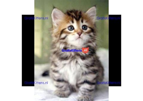 Cattery Kittens te koop €100 Whatsapp-nummer:+32 460224753
