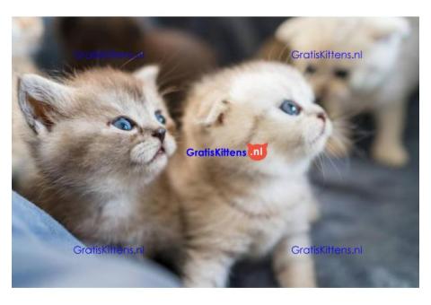 Cattery Kittens te koop €100 Whatsapp-nummer:+32 460224753