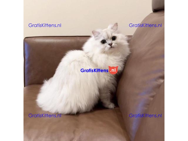 Lulu de Liefdevolle Perzische Kat