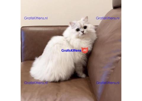 Lulu de Liefdevolle Perzische Kat