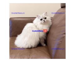 Lulu de Liefdevolle Perzische Kat