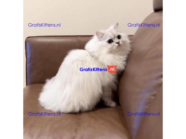 Lulu de Liefdevolle Perzische Kat