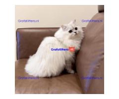 Lulu de Liefdevolle Perzische Kat