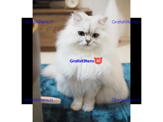 Lulu de Liefdevolle Perzische Kat