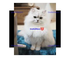 Lulu de Liefdevolle Perzische Kat