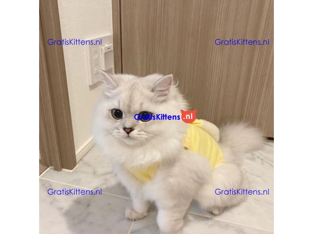 Lulu de Liefdevolle Perzische Kat