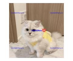 Lulu de Liefdevolle Perzische Kat