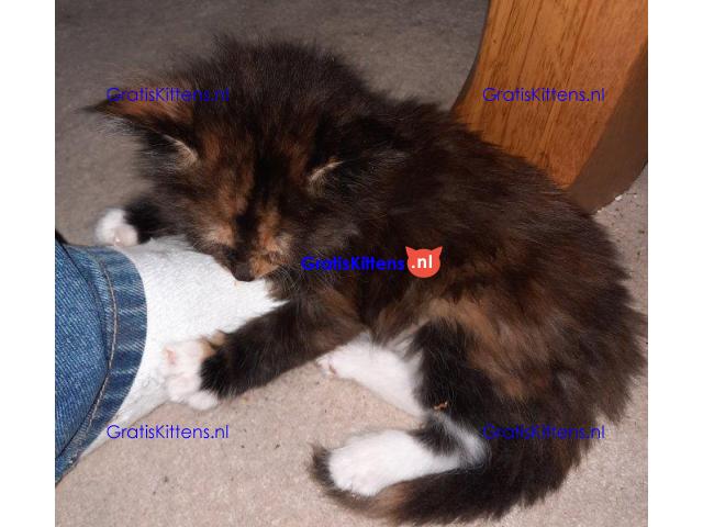 Cattery Kittens te koop €150 Whatsapp-nummer:+32 460224753
